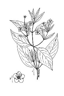 <i>Steironema ciliatum</i> (L.) Baudo