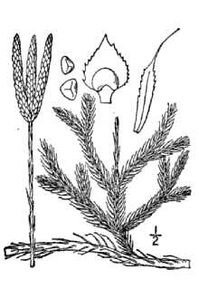 <i>Lycopodium clavatum</i> L. var. laurentianum Vict.