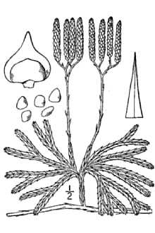 <i>Lycopodium complanatum</i> L. var. canadense Vict.