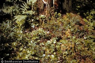 <i>Lycopodium flabelliforme</i> (Fernald) Blanch. var. ambiguum Vict.