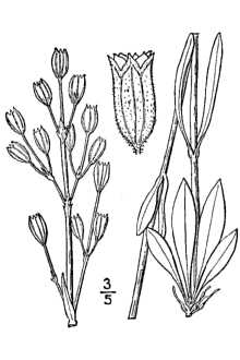 <i>Gastrolychnis drummondii</i> (Hook.) Á. Löve & D. Löve