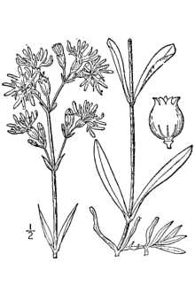 <i>Coronaria flos-cuculi</i> (L.) A. Braun