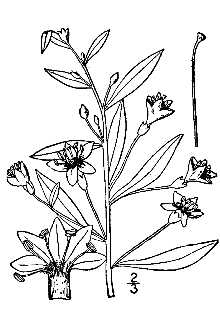 <i>Lycium halimifolium</i> Mill.