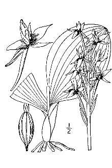<i>Lysias hookeriana</i> (Torr. ex A. Gray) Rydb.