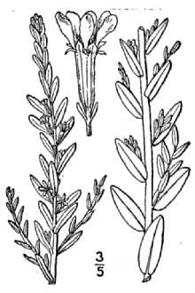 <i>Lythrum hyssopifolia</i> L., orth. var.