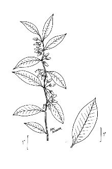 <i>Desmothamnus lucidus</i> (Lam.) Small