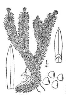 <i>Lycopodium lucidulum</i> Michx. var. tryonii Mohlenbr.