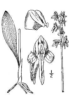 <i>Habenaria obtusata</i> (Banks ex Pursh) Richardson var. collectanea Fernald