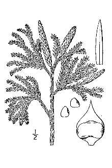<i>Dendrolycopodium obscurum</i> (L.) A. Haines
