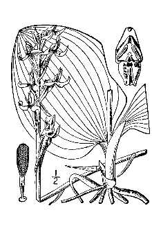 <i>Habenaria orbiculata</i> (Pursh) Torr. var. menziesii (Lindl.) Fernald