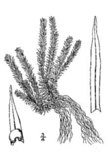 <i>Lycopodium lucidulum</i> Michx. var. porophilum (Lloyd & Underw.) Clute