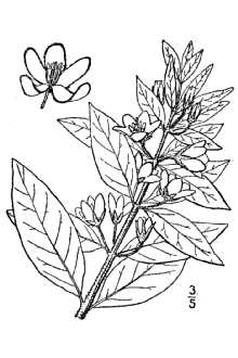<i>Lysimachia punctata</i> L. var. verticillata (M. Bieb.) Klatt