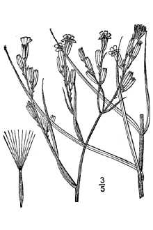 <i>Lygodesmia rostrata</i> (A. Gray) A. Gray