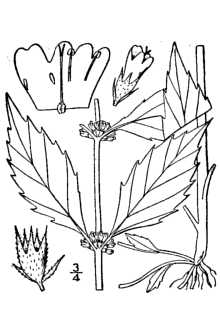 <i>Lycopus rubellus</i> Moench var. angustifolius (Elliott) H.E. Ahles