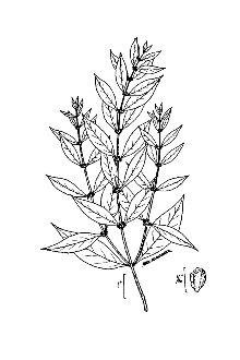 <i>Lycopus rubellus</i> Moench var. arkansanus (Fresen.) Benner