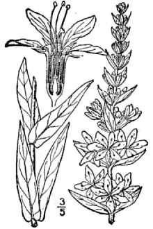 <i>Lythrum salicaria</i> L. var. vulgare DC.