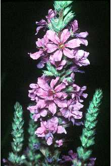 <i>Lythrum salicaria</i> L. var. tomentosum (Mill.) DC.
