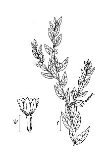 <i>Lythrum salicaria</i> L. var. tomentosum (Mill.) DC.