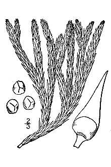 <i>Lycopodium selago</i> L.