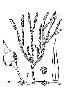 <i>Lycopodium sabinifolium</i> Willd. var. sitchense (Rupr.) Fernald