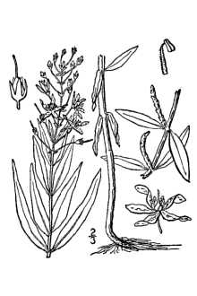 <i>Lysimachia terrestris</i> (L.) Britton, Sterns & Poggenb. var. ovata (Rand & Redf.) Fernal