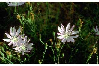 <i>Lygodesmia aphylla</i> (Nutt.) DC. var. texana Torr. & A. Gray