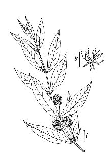 <i>Naumburgia thyrsiflora</i> (L.) Duby