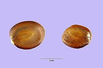 <i>Lysiloma microphyllum</i> Benth. var. thornberi (Britton & Rose) Isely
