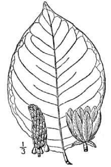 <i>Magnolia acuminata</i> (L.) L. var. cordata (Michx.) Ser.