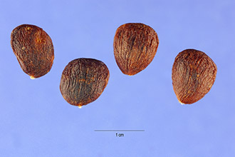 <i>Magnolia acuminata</i> (L.) L. var. ozarkensis Ashe