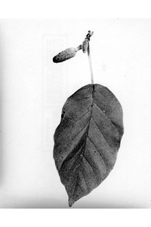 <i>Magnolia acuminata</i> (L.) L. var. ozarkensis Ashe