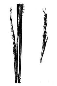 Limpograss