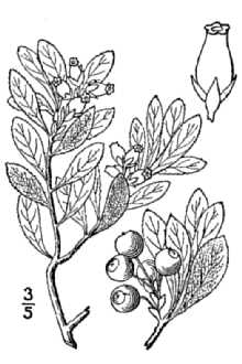 <i>Arbutus alpina</i> L.