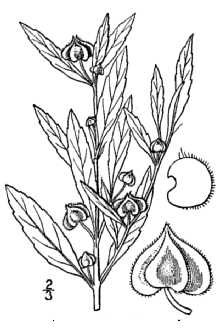 <i>Malvastrum angustum</i> A. Gray