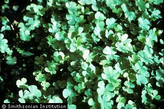 Tropical Waterclover