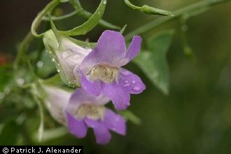 <i>Asarina antirrhiniflora</i> (Humb. & Bonpl. ex Willd.) Pennell