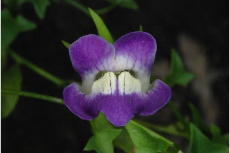 <i>Maurandya antirrhiniflora</i> Humb. & Bonpl. ex Willd.