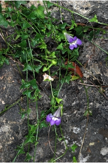<i>Maurandya antirrhiniflora</i> Humb. & Bonpl. ex Willd.