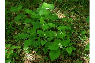 <i>Vincetoxicum baldwynianum</i> (Sweet) Britton