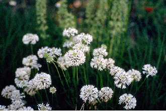 Puffballs