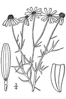 <i>Matricaria chamomilla</i> L. var. coronata (J. Gay) Coss. & Germ.