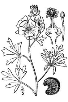 <i>Sphaeralcea coccinea</i> (Nutt.) Rydb. var. dissecta (Nutt. ex Torr. & A. Gray) Garrett