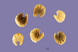 <i>Sphaeralcea coccinea</i> (Nutt.) Rydb. var. dissecta (Nutt. ex Torr. & A. Gray) Garrett