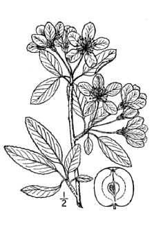 <i>Malus lancifolia</i> Rehder