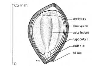 <i>Malus coronaria</i> (L.) Mill. var. dasycalyx Rehder