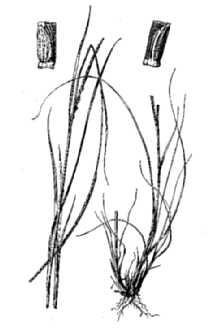 Cylinder Jointtail Grass