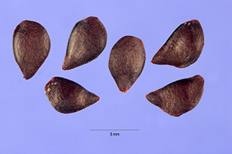 <i>Malus diversifolia</i> (Bong.) M. Roem.