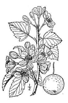 <i>Pyrus coronaria</i> L. var. lancifolia (Rehder) Fernald