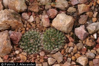 Little Nipple Cactus