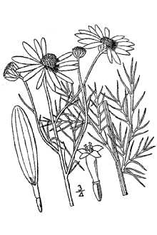 <i>Matricaria maritima</i> L. ssp. inodora (L.) Clapham